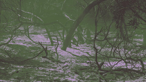 climate - burnt/destroyed trees